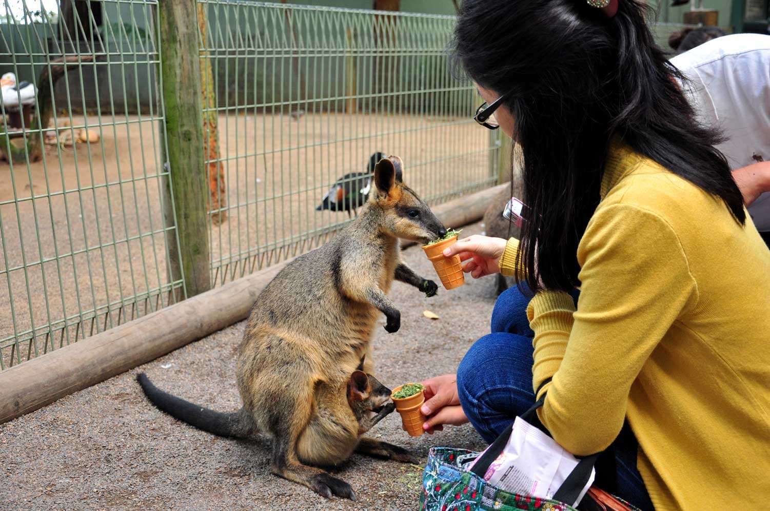 Úc (Melbourne - Sydney) - Khám Phá Thiên Đường Trái Cây Rayner's Orchard Farm