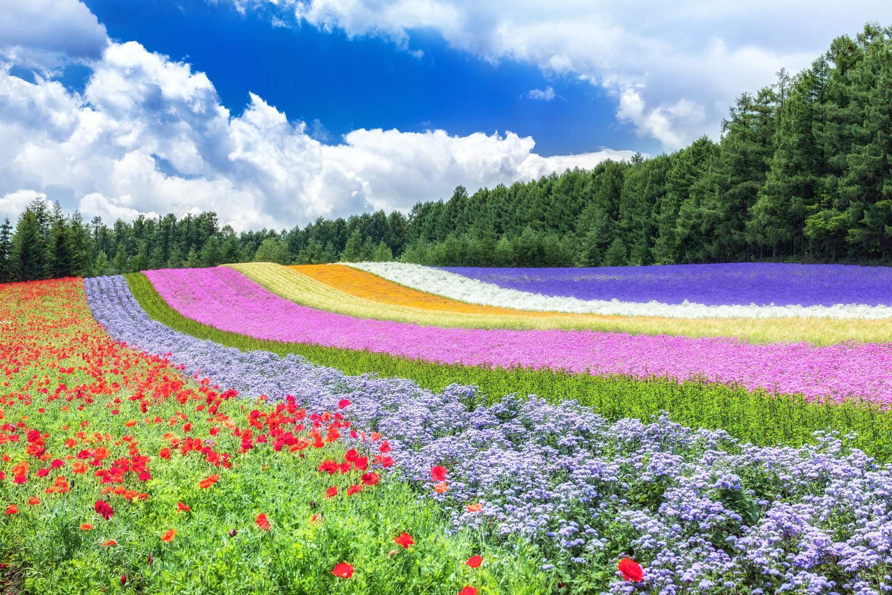 Nhật Bản (Osaka - Sapporo - Otaru - Furano - Tokyo - Hokkaido)