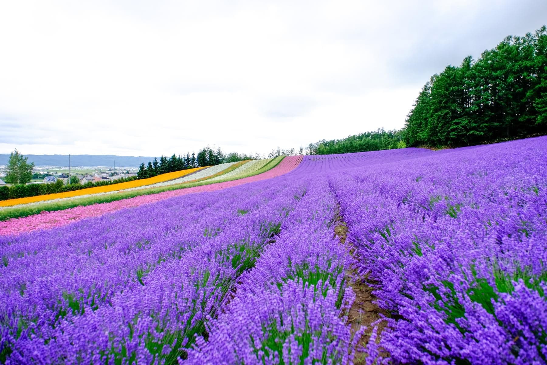 Nhật Bản (Osaka - Sapporo - Otaru - Furano - Tokyo - Hokkaido)