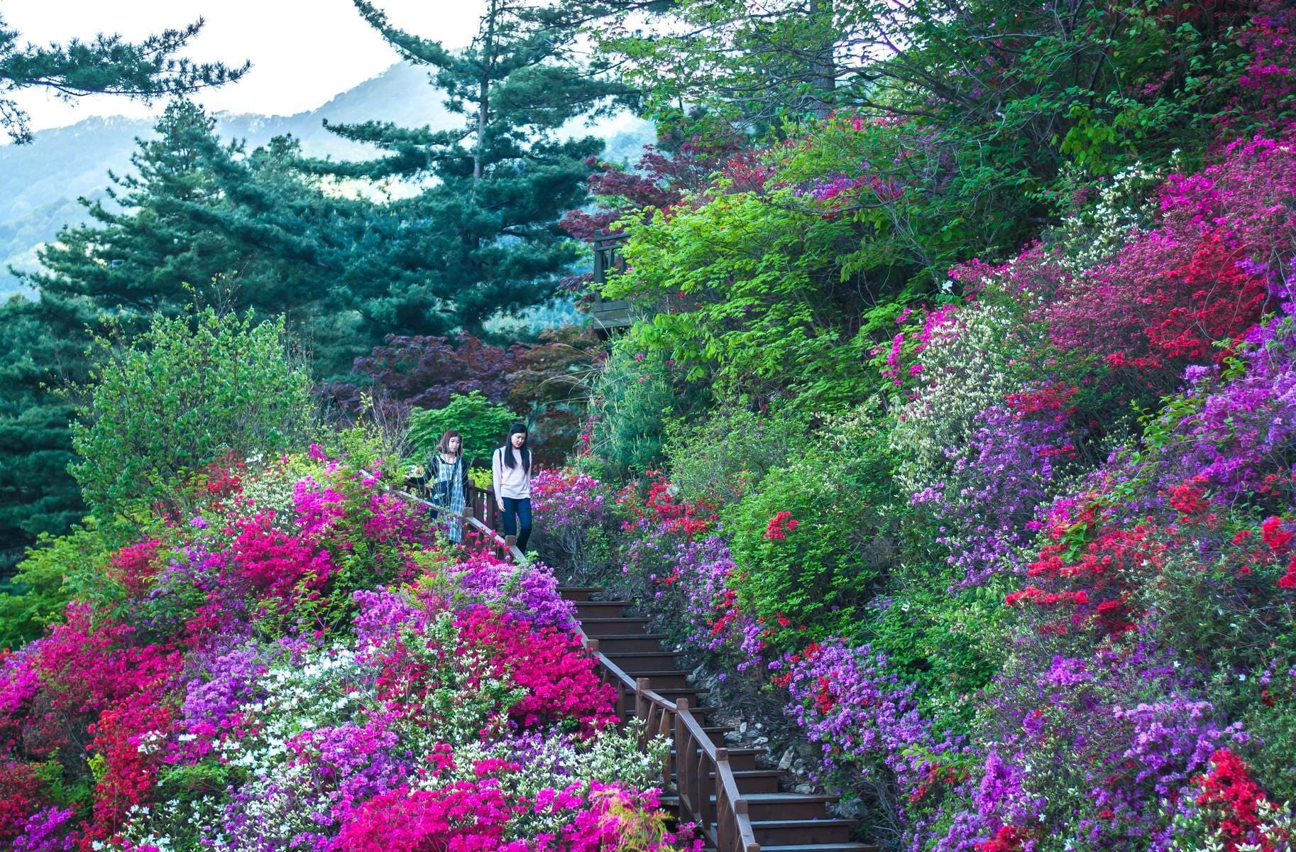 Hàn Quốc (Seoul - Nami – Vườn Morining Calm - Làng Dân Tộc Korean Folk – Công Viên Everland - Painter Heros Show - Thư Viện Starfield)