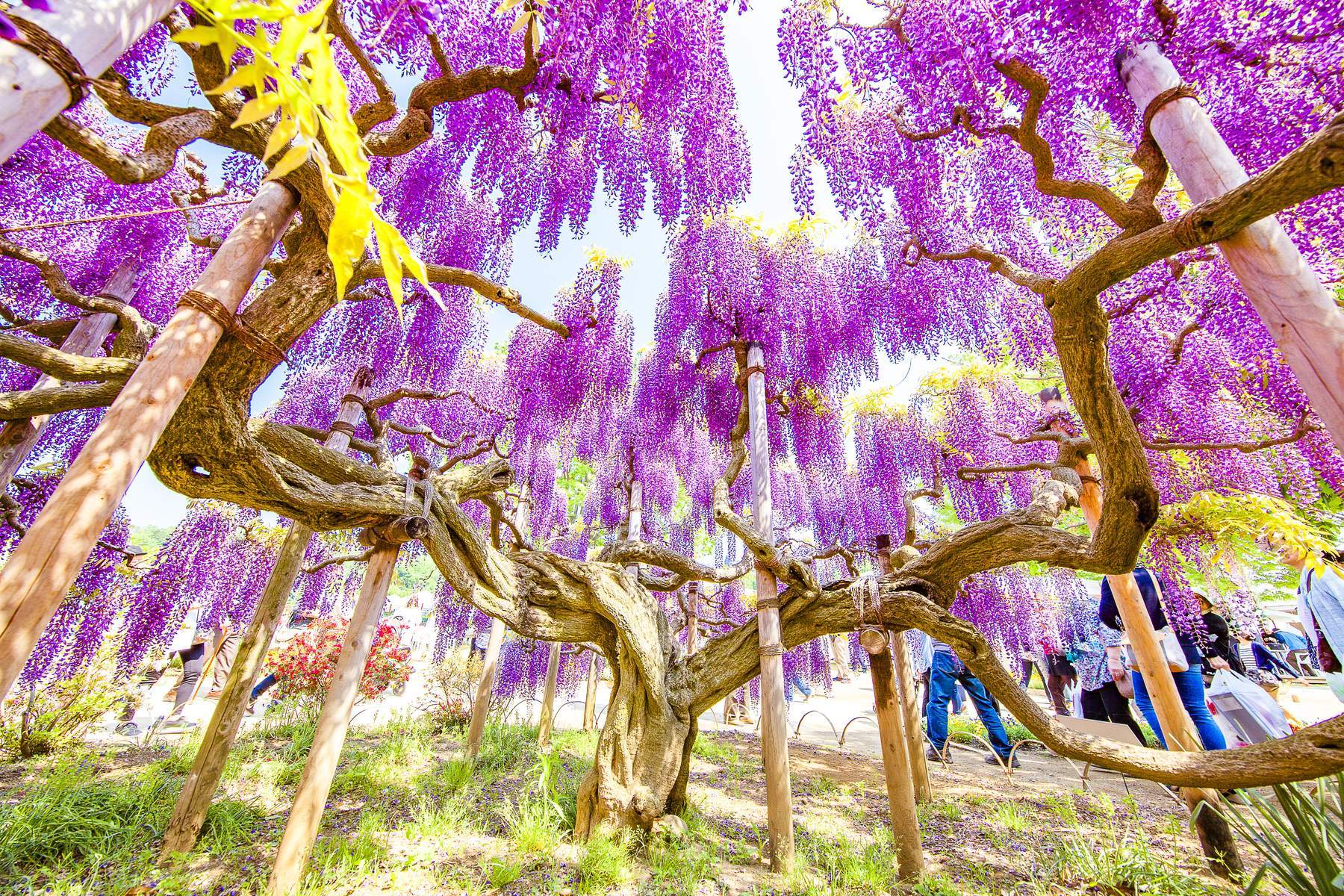 Du lịch Nhật Bản [NARA - OSAKA –KYOTO - FUJI – ASHIKAGA - TOKYO] Chiêm ngưỡng lễ hội hoa chi anh và hoa tử đằng