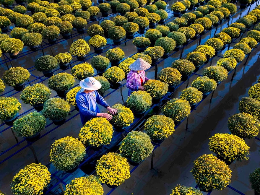 Tour Sắc Xuân Sa Đéc 