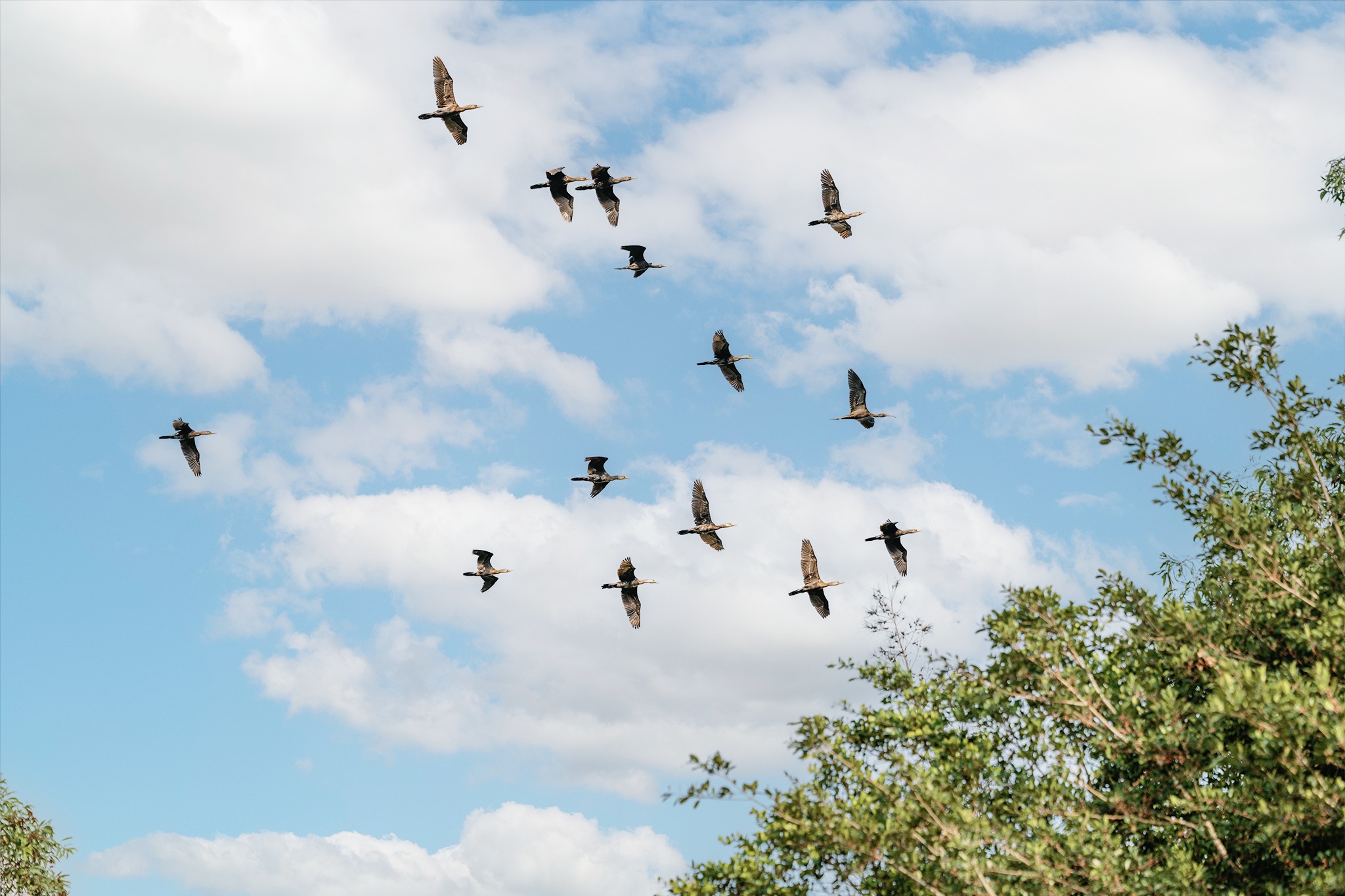 Combo Khám Phá Thiên Đường Muôn Chim Tại Khu Bảo Tồn Đồng Tháp Mười 