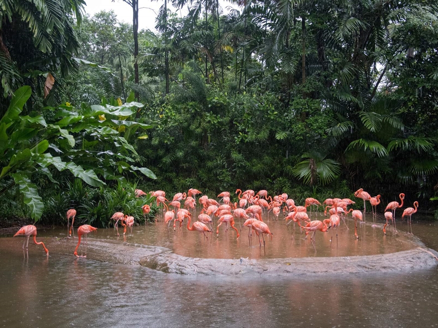 Vé Tham Quan River Wonder Singapore