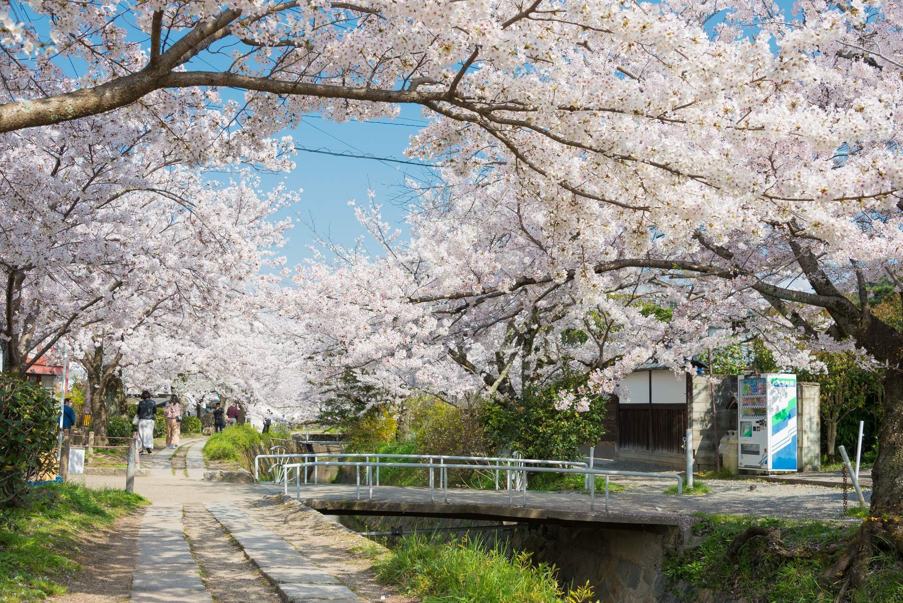 Nhật Bản (Tokyo - Núi Phú Sĩ - Vườn Trái Cây - Kyoto - Osaka)