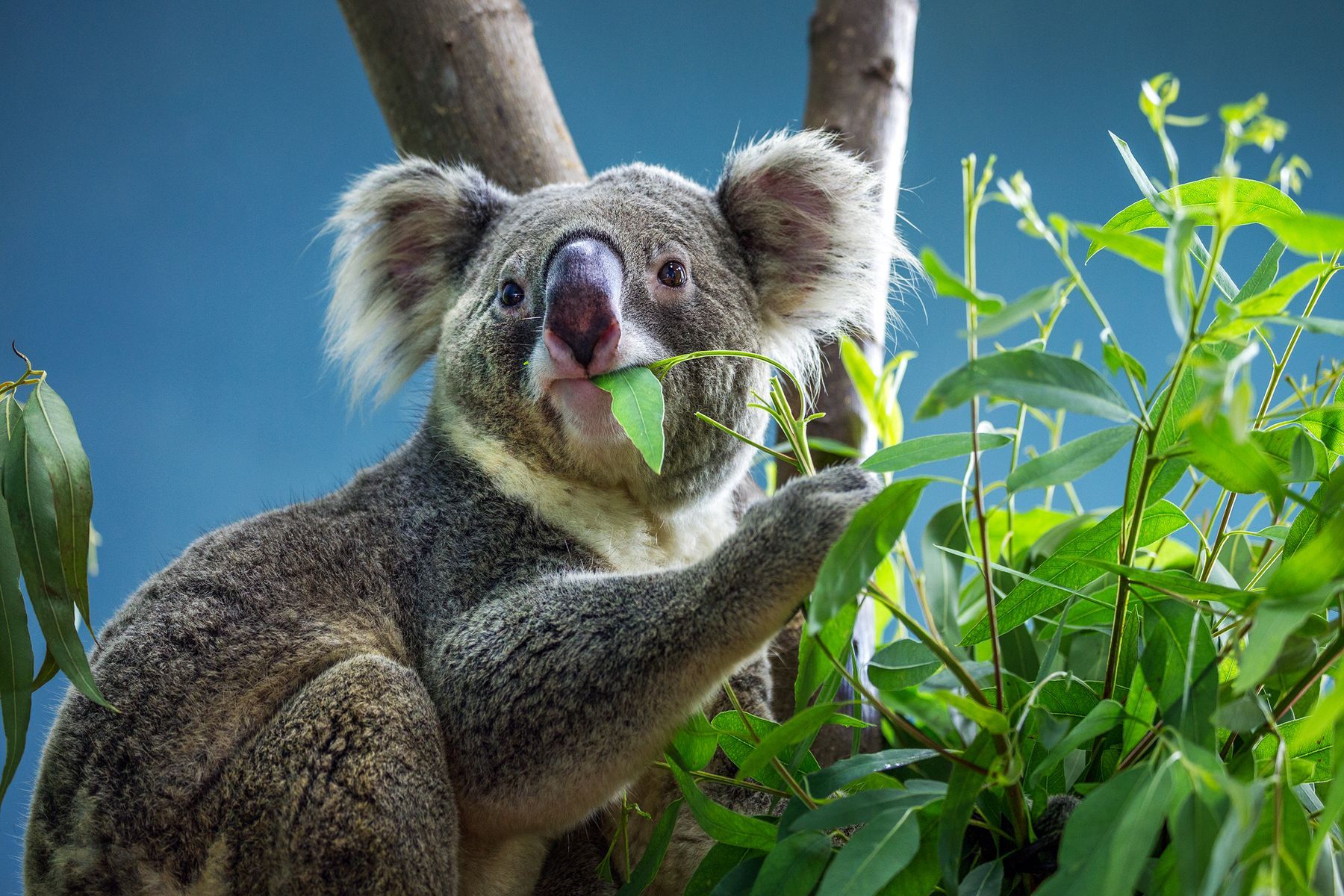 Úc (Melbourne - Sydney)