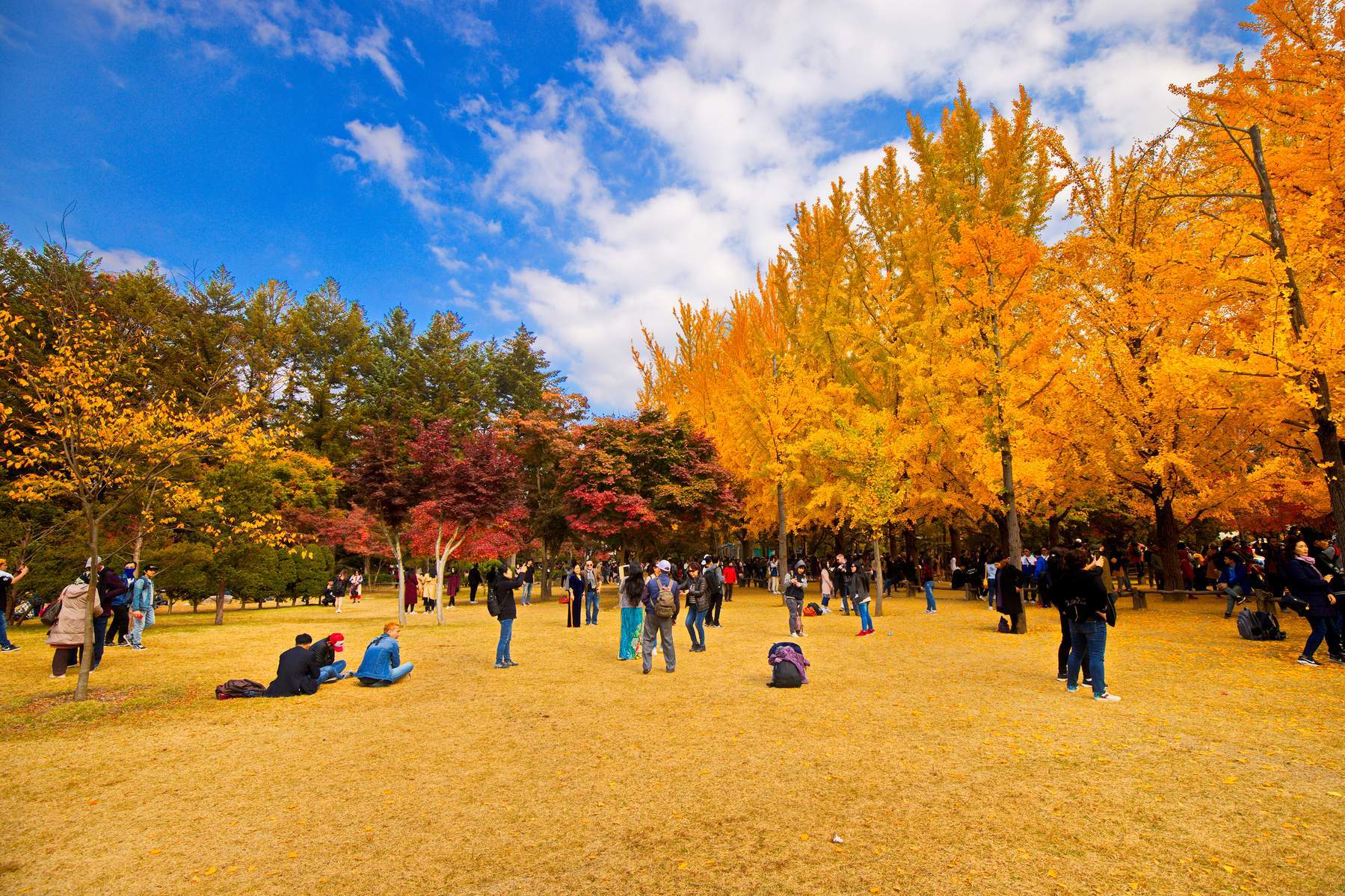 Hàn Quốc (Seoul - Jeju - Ecoland - Nanta Show - Nami - Thư Viện Starfield)