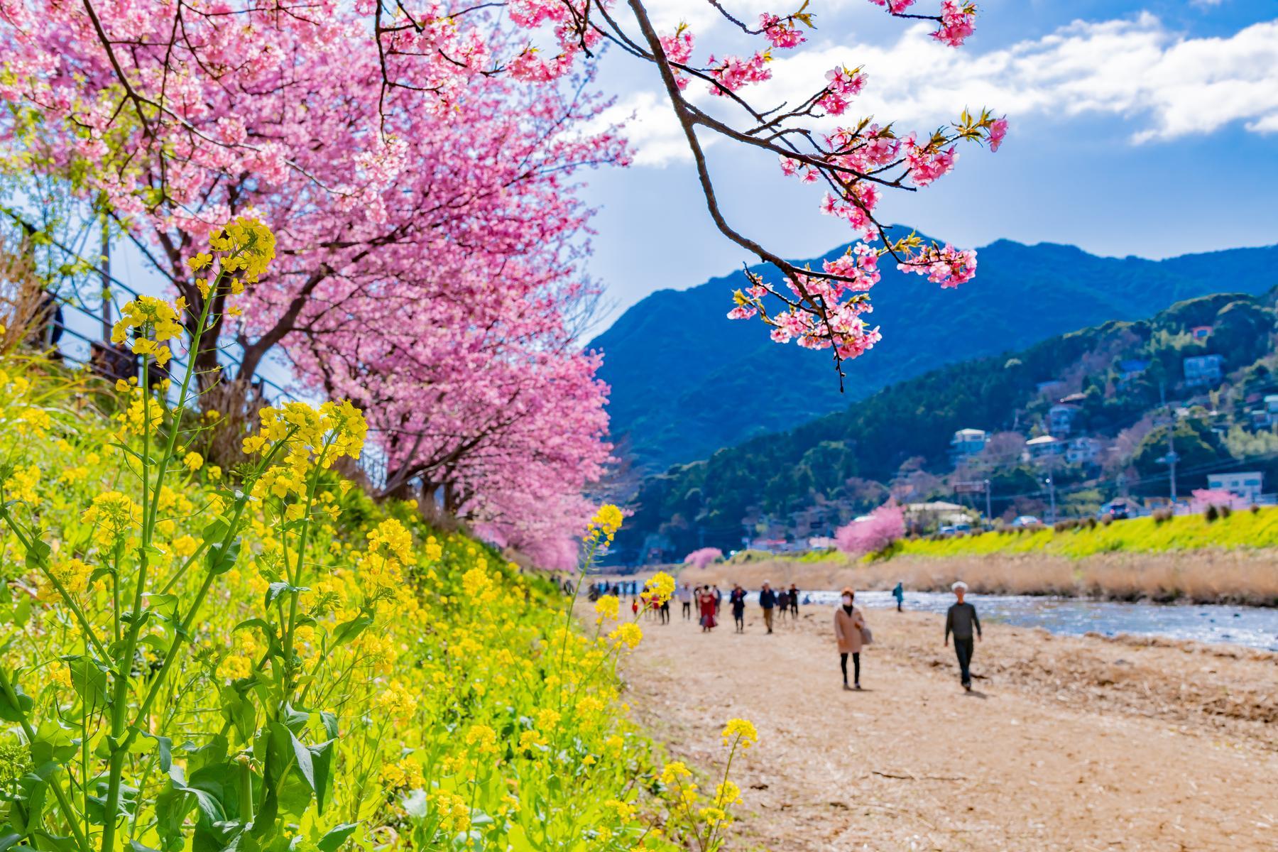 Nhật Bản (Osaka - Universal Studio - Kyoto - Núi Phú Sĩ - Tokyo)