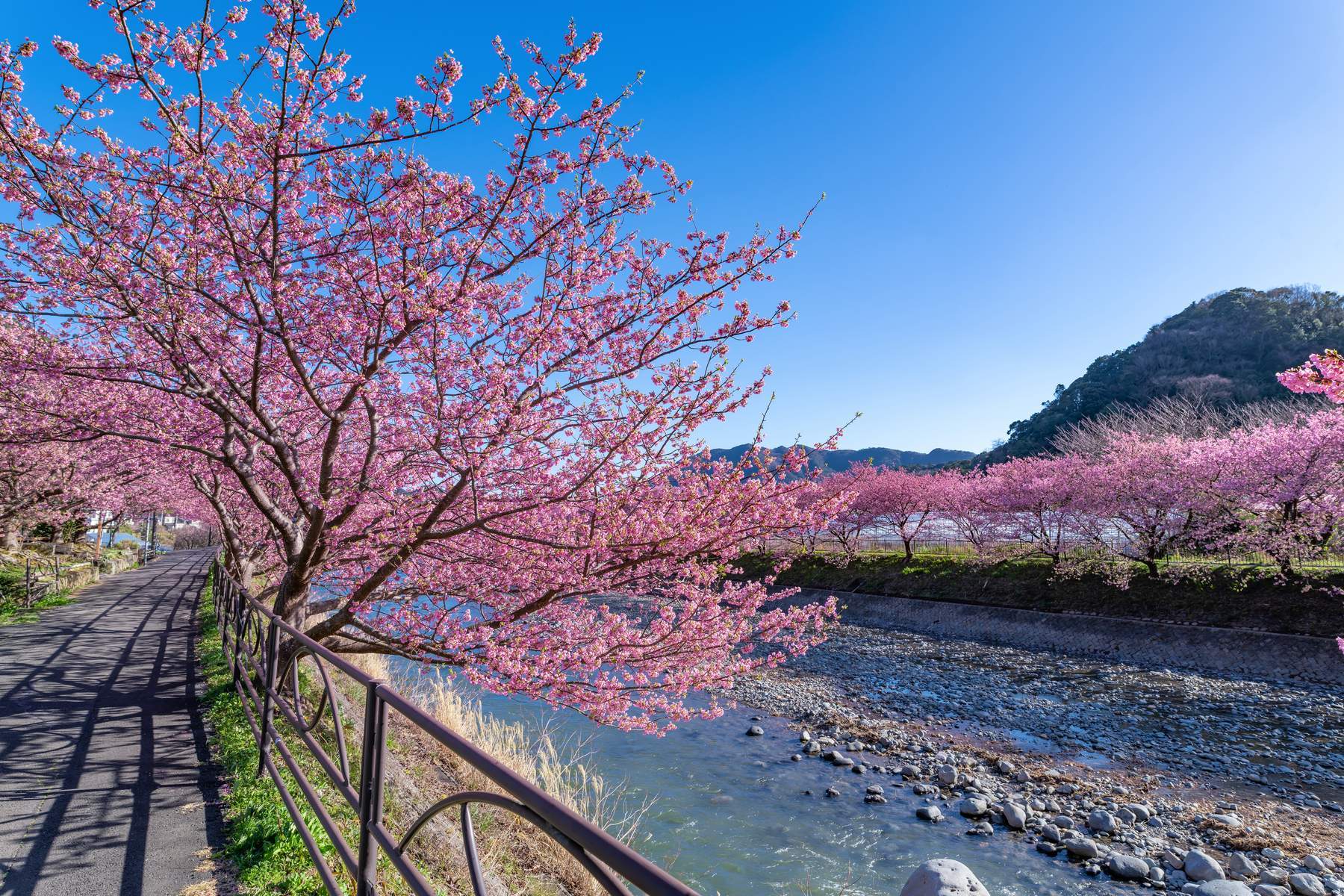 Nhật Bản (Osaka - Universal Studio - Kyoto - Núi Phú Sĩ - Tokyo)