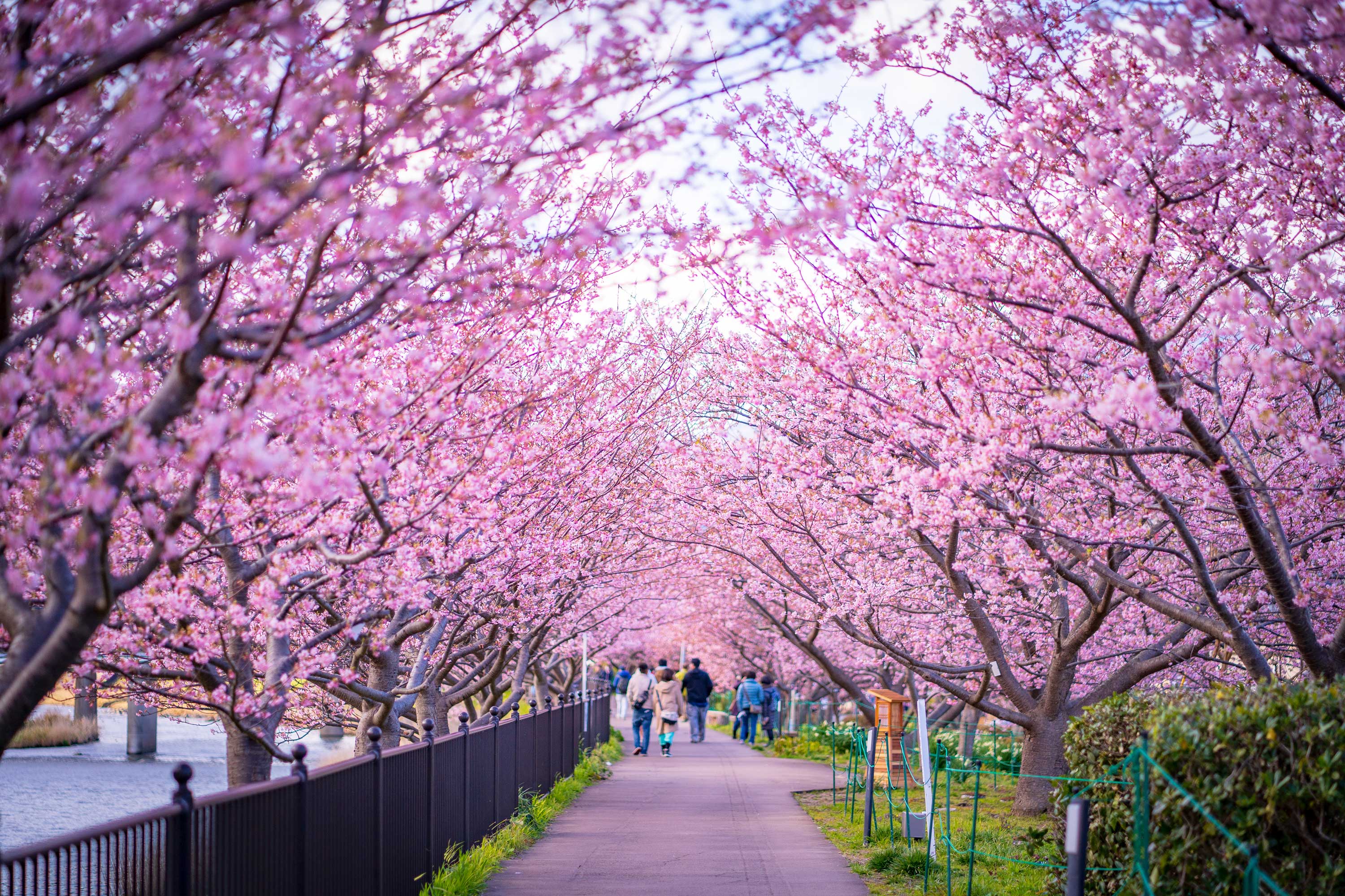 Nhật Bản (Osaka - Kobe - Kyoto - Vườn Trái Cây - Núi Phú Sĩ - Tokyo - Hoa Đào Kawazu)