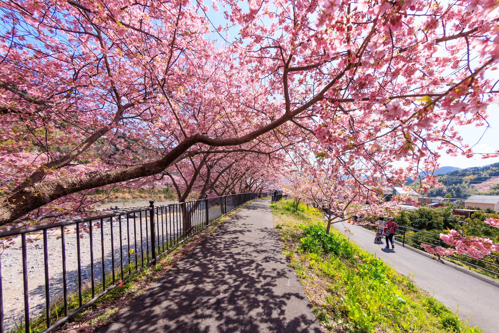 Nhật Bản (Osaka - Kobe - Kyoto - Vườn Trái Cây - Núi Phú Sĩ - Tokyo - Hoa Đào Kawazu)