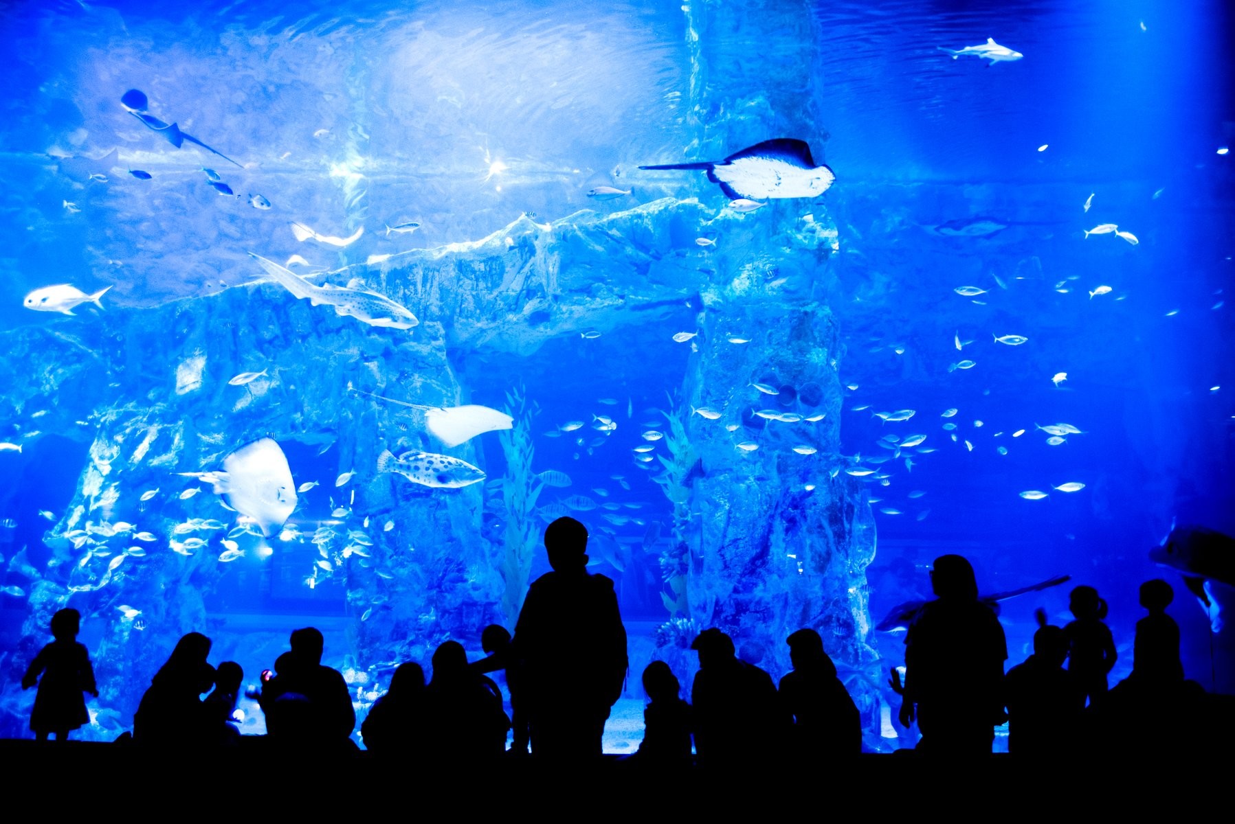 Hàn Quốc (Seoul - Đảo Nami - Lotte World - Seoul Forest - Thư Viện Suwon Starfield)