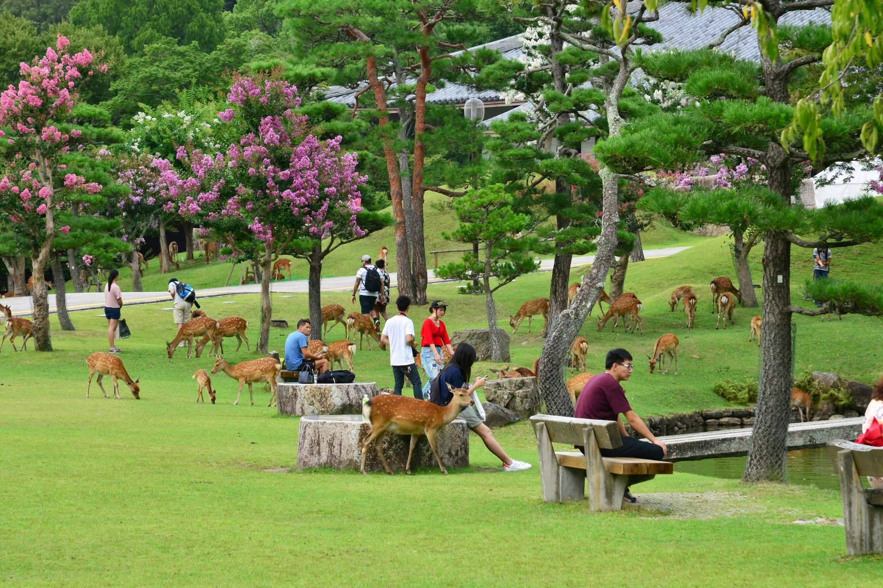 Nhật Bản (Osaka - Nara - Kyoto - Núi Phú Sỹ - Vườn Trái Cây - Tokyo)