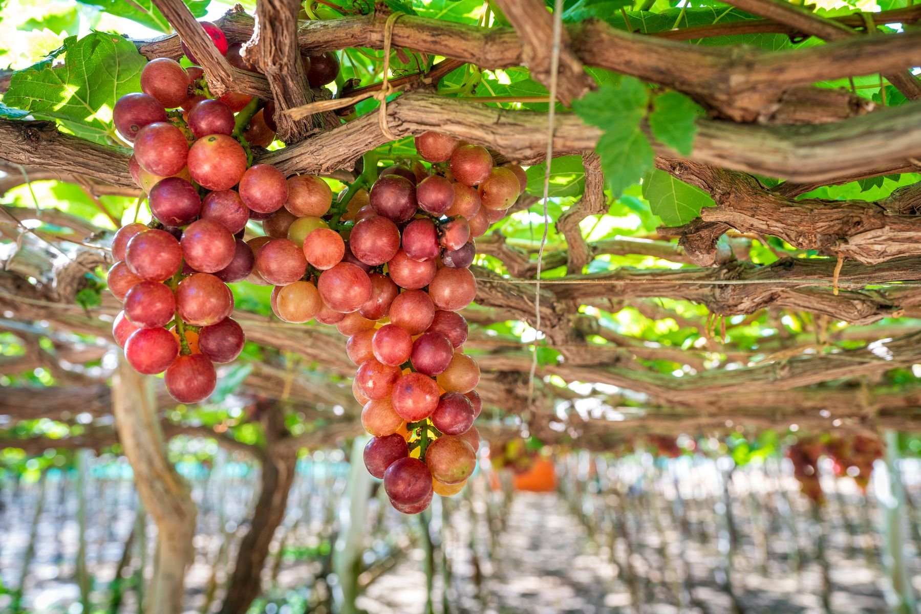 Ninh Chữ - Tháp Chăm Poklong Garai – Vịnh Vĩnh Hy – Hang Rái Trùng Sơn Cổ Tự - Vườn Nho