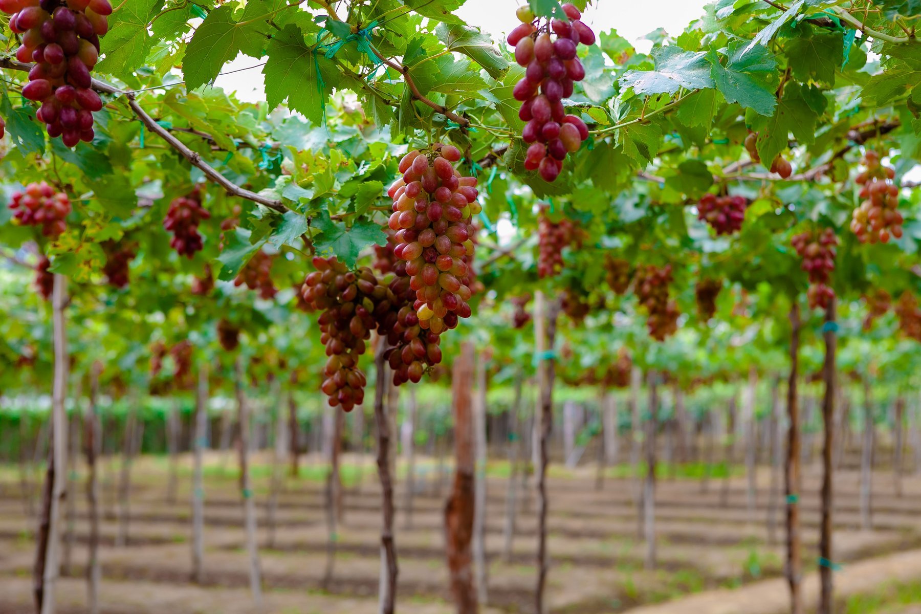 Ninh Chữ - Queen Farm – Yoga Bên Biển - Vịnh Vĩnh Hy - Hang Rái Vườn Nho - Trùng Sơn Cổ Tự - Thiền Viện Trúc Lâm Viên Ngộ