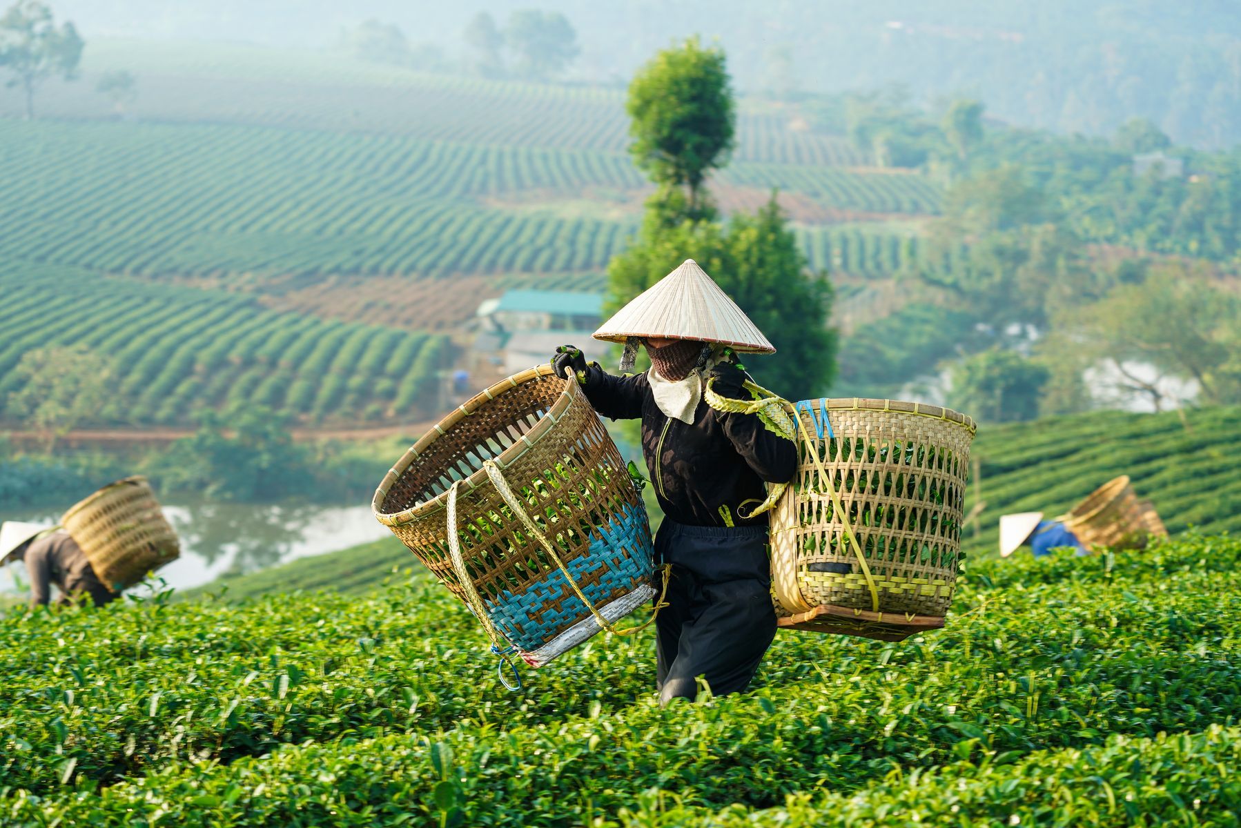 Bảo Lộc - Đôi Dép Tea Resort 5 *