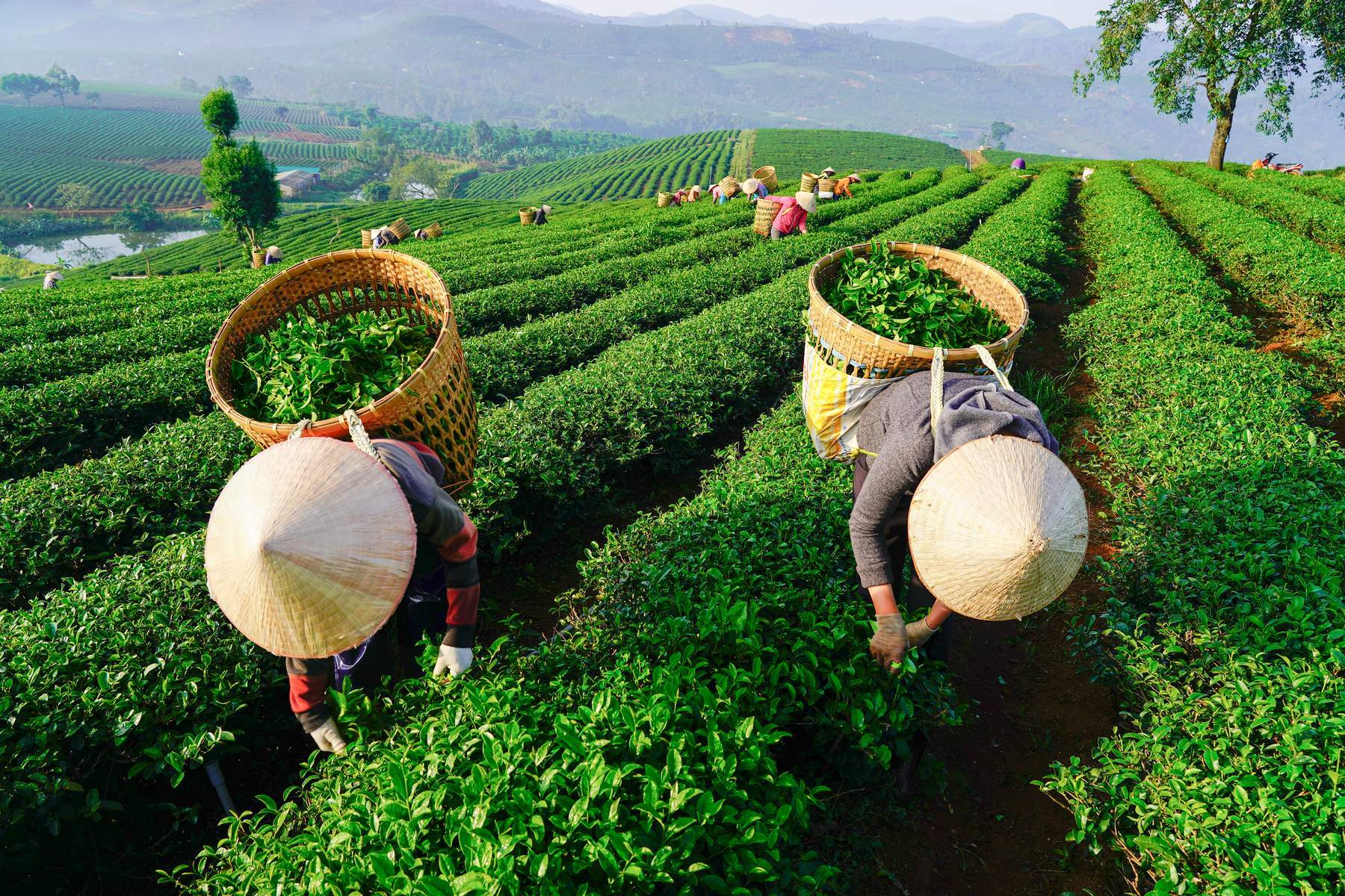 Bảo Lộc - Đôi Dép Tea Resort 5 *