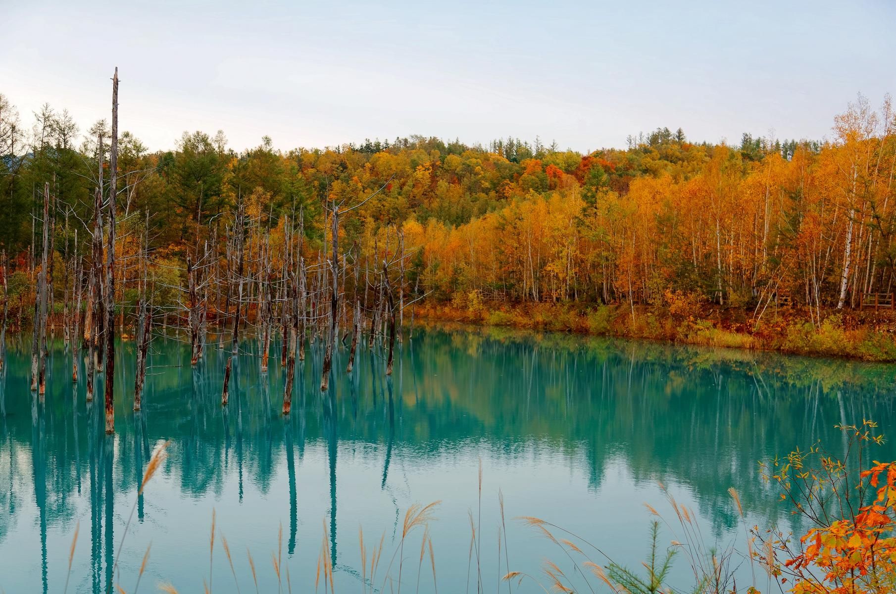 Nhật Bản [Hokkaido] (Osaka - Sapporo - Furano - Ashahikawa - Otaru)