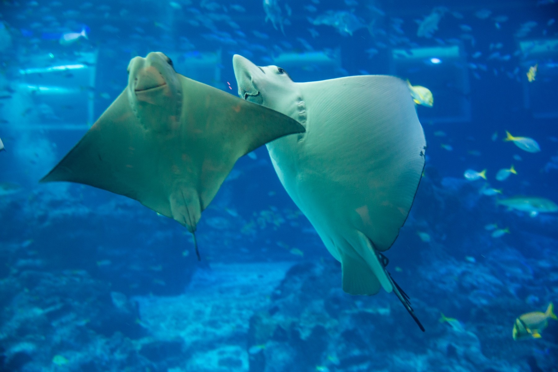 Singapore (Gardens By The Bay - Wings Of Time - Flower Dome - Cloud Forest - Oceanarium - Singapore Zoo)