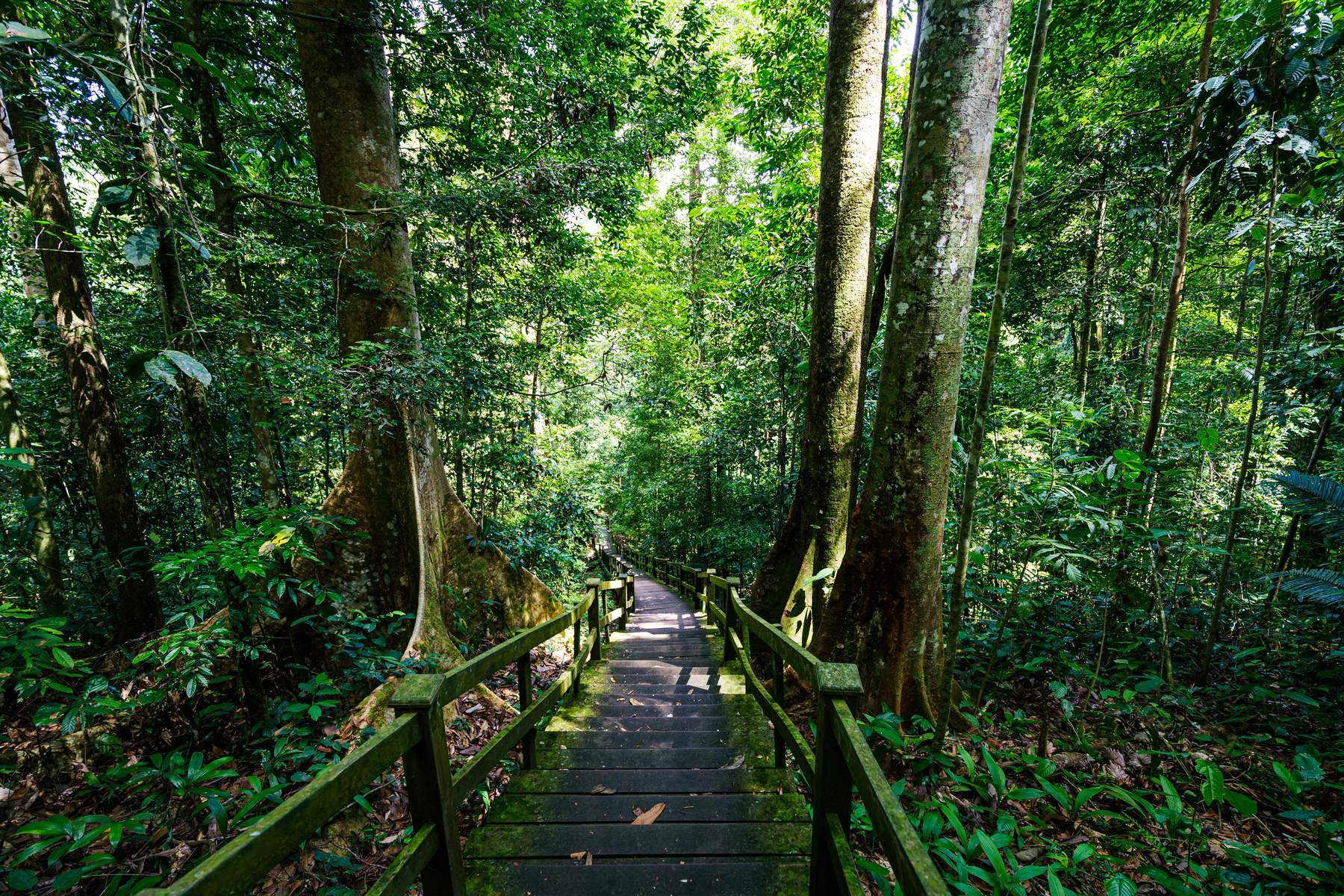 Brunei (Thánh Đường Jame As’r Hassanil Bolkiah - Bảo Tàng Regalia - Mangrove River Safari - Vườn Quốc Gia Temburong)