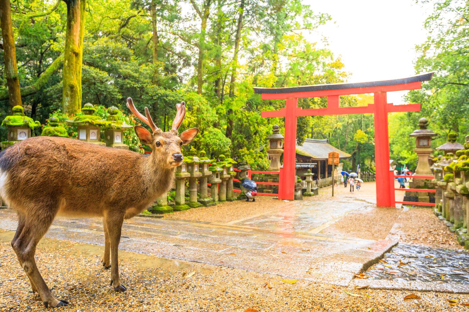 DU LỊCH NHẬT BẢN [NARA - OSAKA –KYOTO - FUJI – TOKYO- VỊNH ODAIBA] ANH ĐÀO 2026