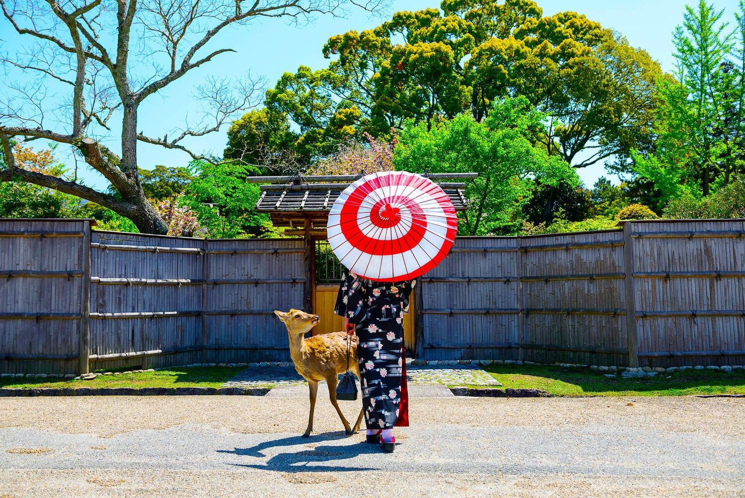 Du Lịch Nhật Bản [Nara - Osaka –Kyoto - Fuji – Ashikaga - Tokyo] Chiêm Ngưỡng Lễ Hội Hoa Chi Anh Và Hoa Tử Đằng