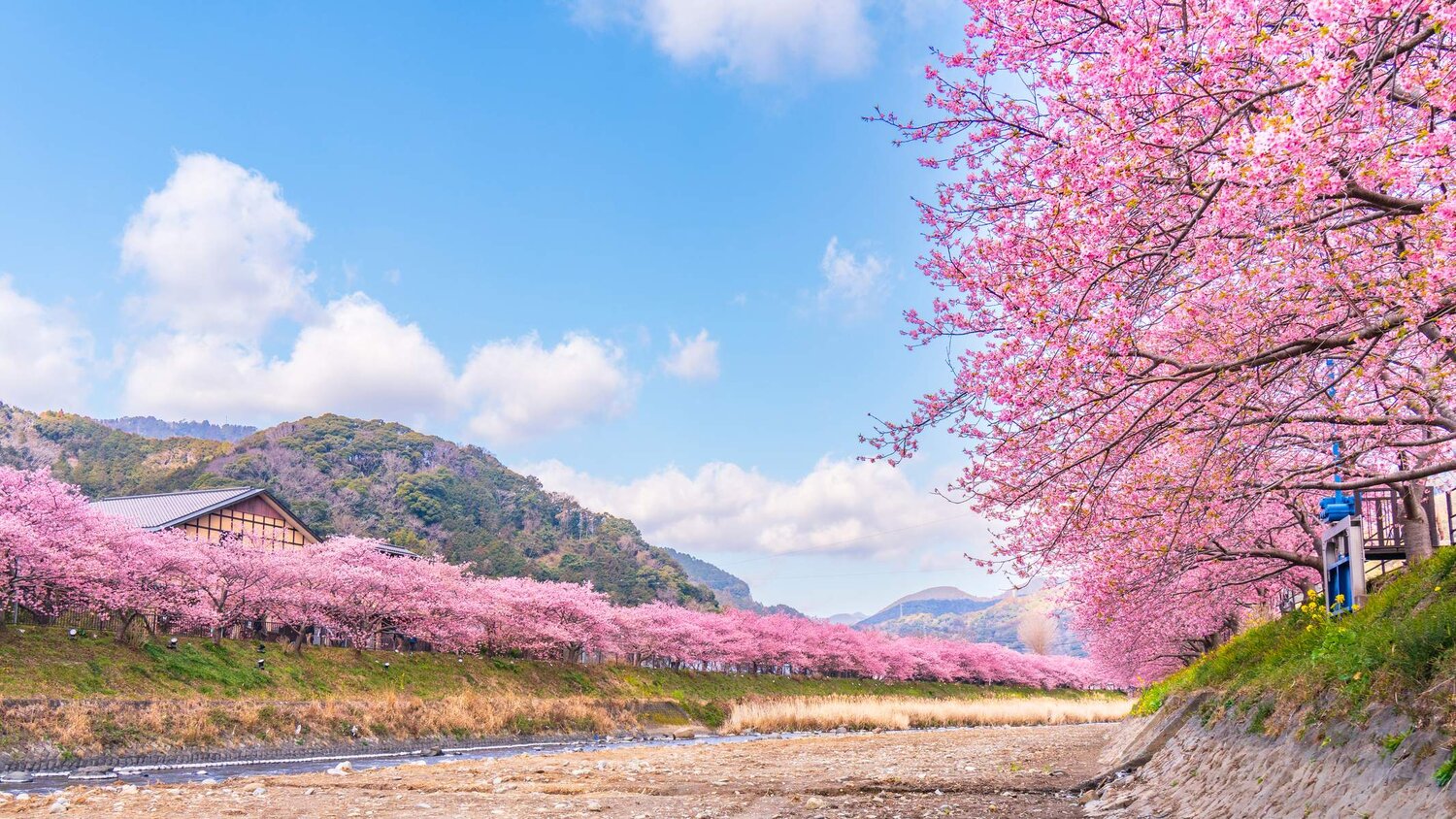 NHẬT BẢN - Thưởng Ngoạn Hoa Anh Đào (Osaka - Kyoto - Núi Phú Sỹ - Tokyo)
