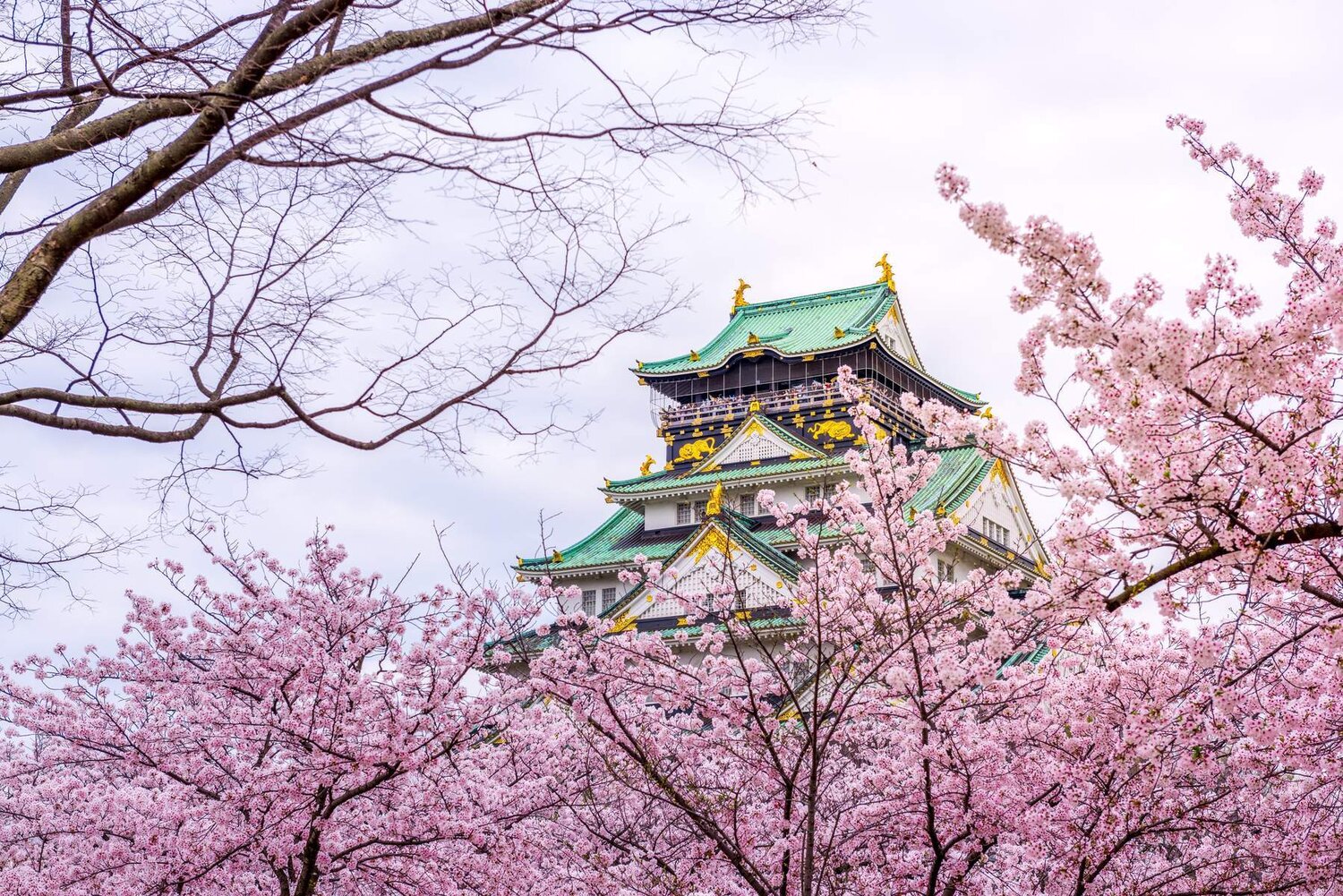 DU LỊCH NHẬT BẢN [NARA - OSAKA –KYOTO - FUJI – TOKYO- VỊNH ODAIBA] ANH ĐÀO 2026