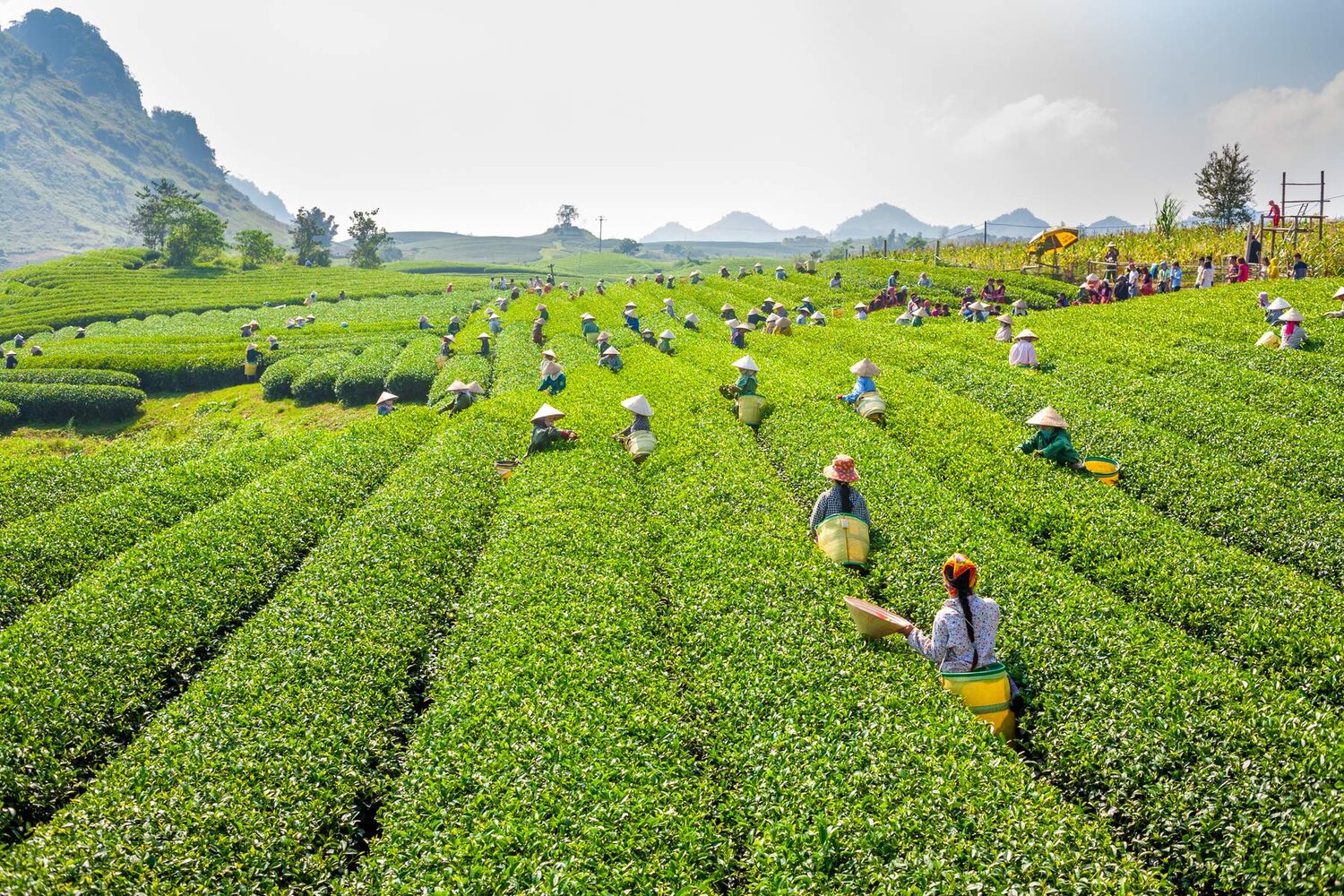 MỘC CHÂU - ĐIỆN BIÊN - LAI CHÂU - SAPA