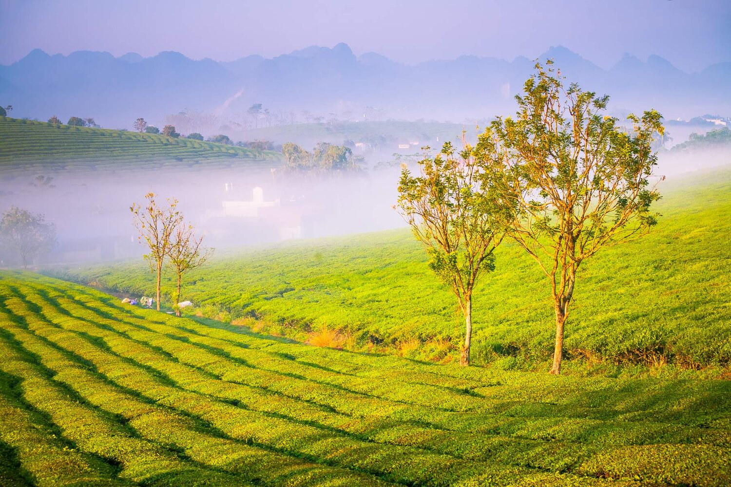 MỘC CHÂU - ĐIỆN BIÊN - LAI CHÂU - SAPA