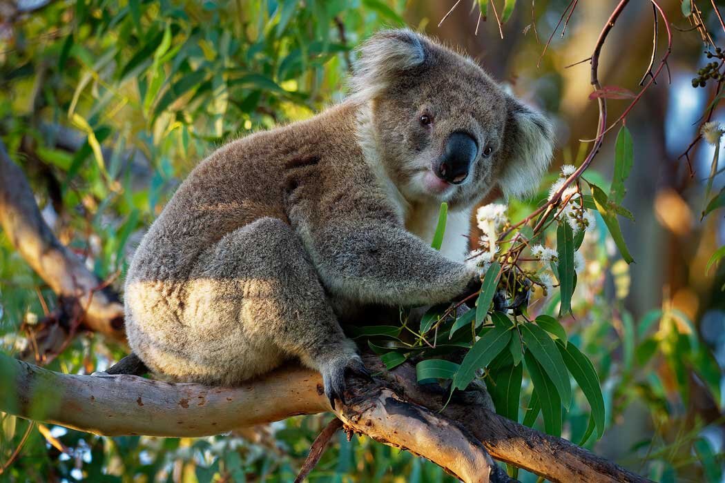Úc (Melbourne – Sydney)