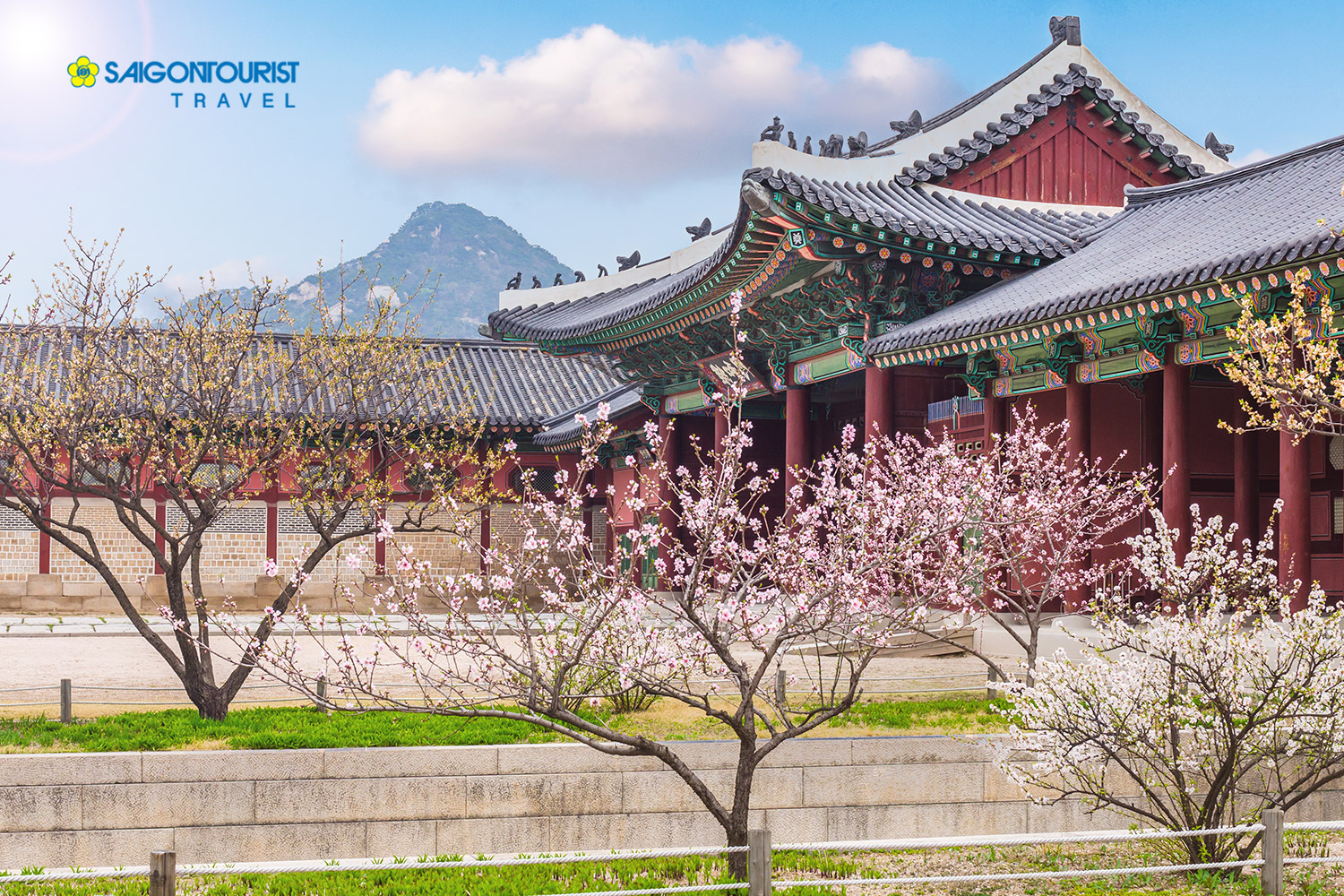 Du Lịch Hàn Quốc [Seoul - Jeju - Camellia Hill - Hoa Anh Đào - Vườn Trái Cây - Nami - Lotte World - Nanta Show]