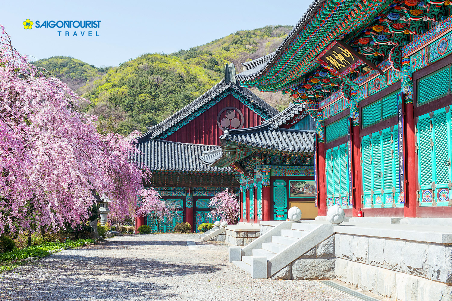 Du lịch Hàn Quốc Mùa Hoa anh đào 2023 [Seoul - Nami - Morning Calm - Công viên Yeouido - Lotte World]