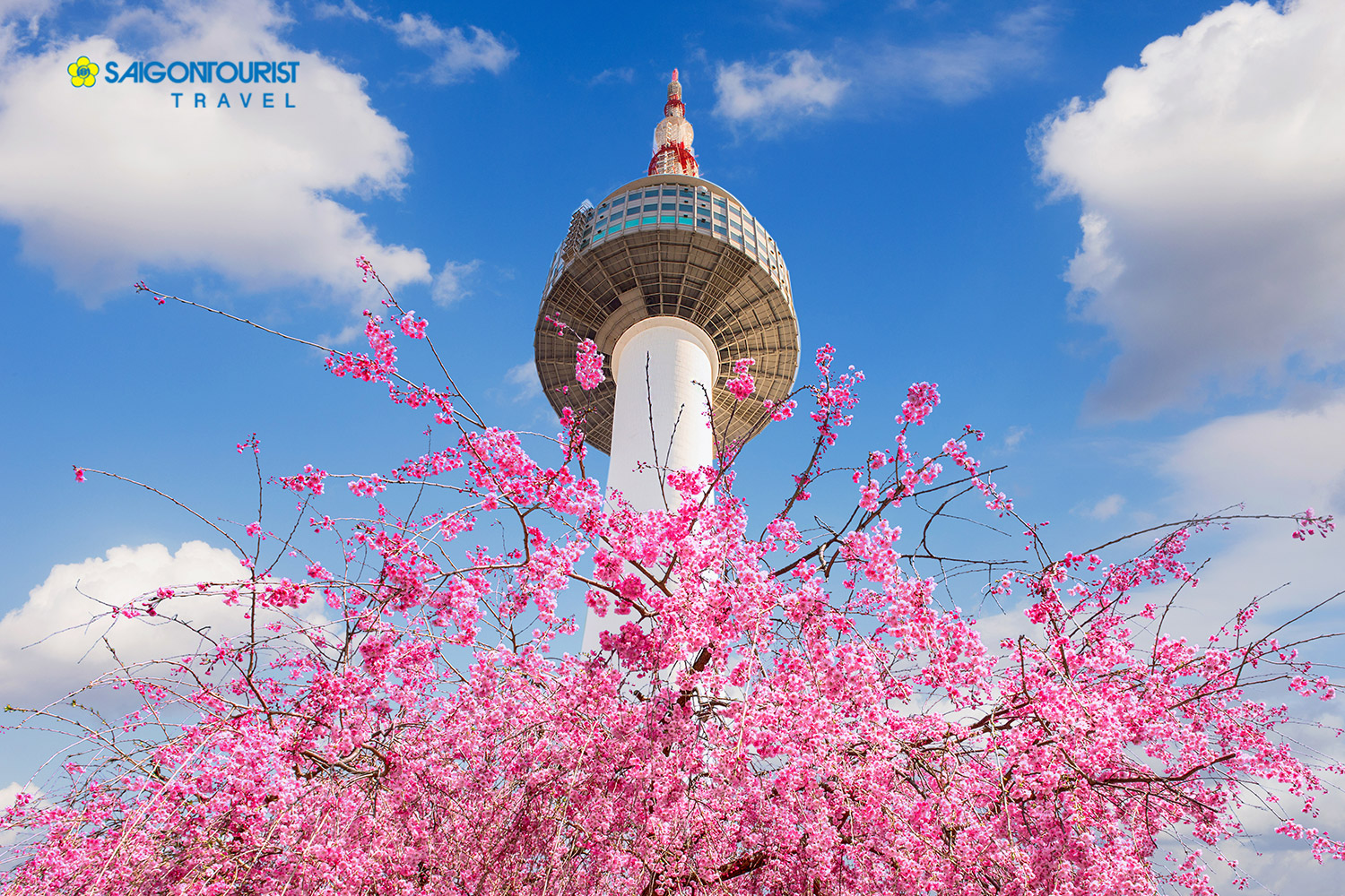Du lịch Hàn Quốc Mùa Hoa anh đào 2023 [Seoul - Nami - Thư viện Starfield Coex - Công viên Yeouido]