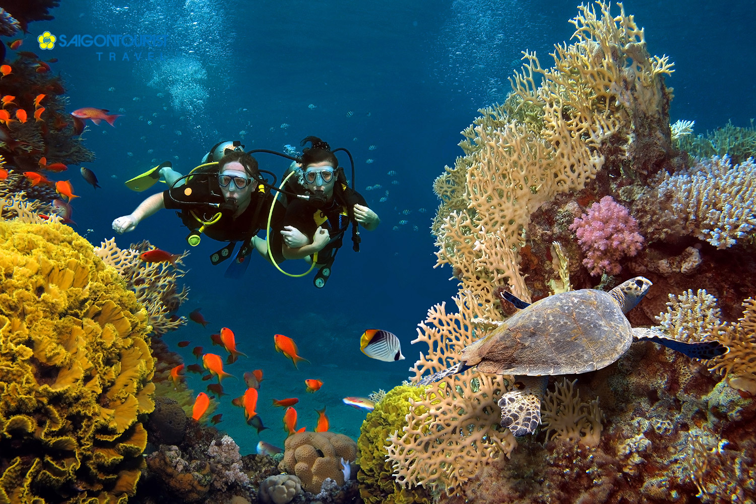 couple dives among corals 558042166