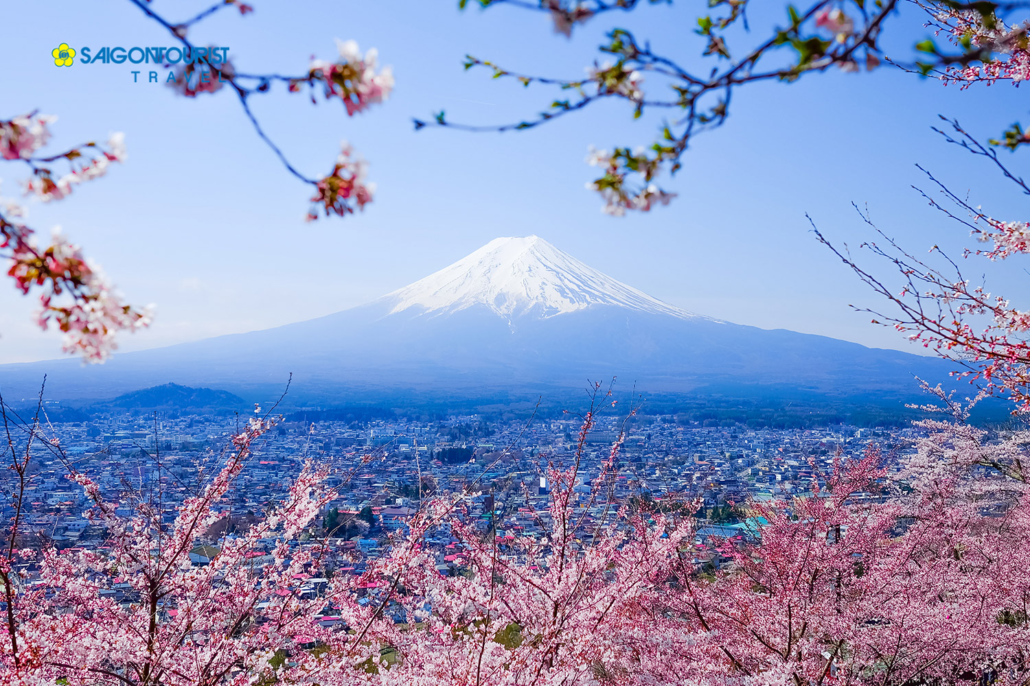 Chiêm ngưỡng sắc hoa anh đào NHẬT BẢN [TOKYO - NÚI PHÚ SĨ - KAWAGUCHI - NARITA]