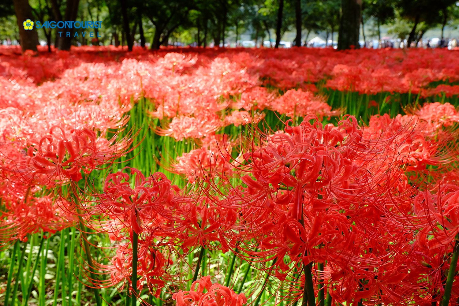 Du lịch Nhật Bản [NARA - OSAKA - KYOTO - FUJI - TOKYO - VỊNH ODAIBA] Thưởng ngoạn Cánh đồng hoa Bỉ Ngạn lớn nhất Nhật Bản những ngày đầu thu