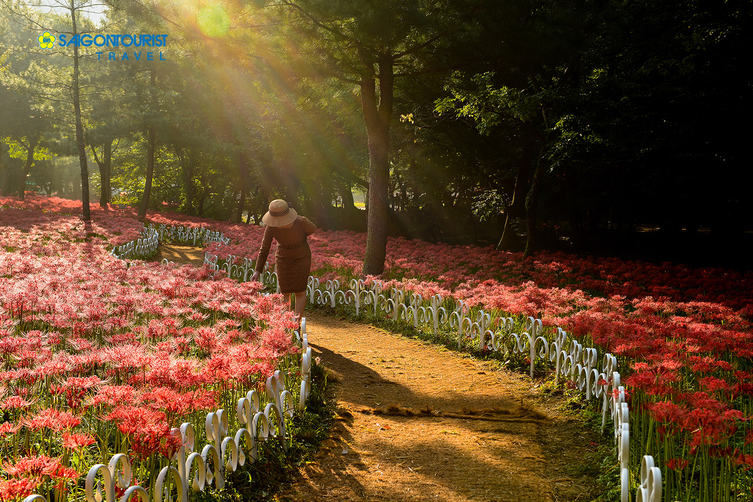 Du lịch Nhật Bản [DÀNH RIÊNG VITM] (NARA - OSAKA –KYOTO - FUJI – TOKYO- VỊNH ODAIBA) Thưởng ngoạn cánh đồng hoa bỉ ngạn lớn nhất Nhật Bản